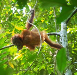 Fototapeta premium orang-outan