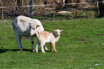Fototapeta premium Weiße Deutsche Edelziege