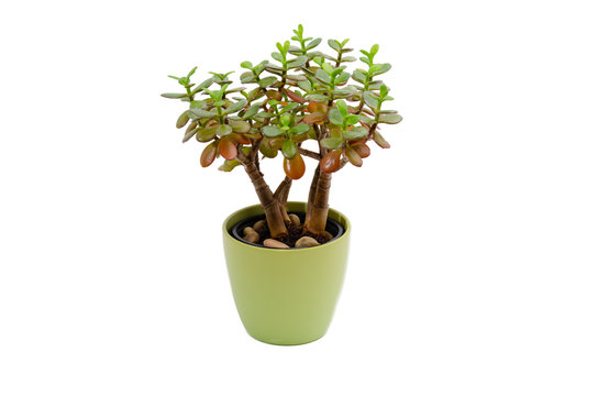 Geldbaum, Crassula ovata