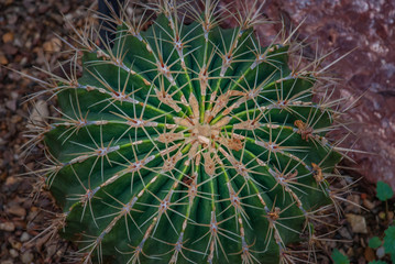 Obraz premium Cactus. Ferocactus histrix in the garden, background on full screen.