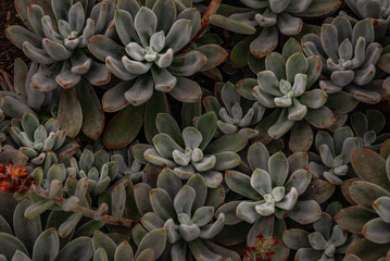 Echeveria leucotricha or chenille succulent plant in the botanical garden.