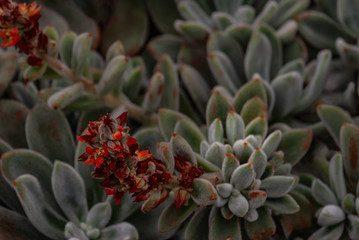 Echeveria leucotricha or chenille succulent plant in the botanical garden. Nature abstract background.