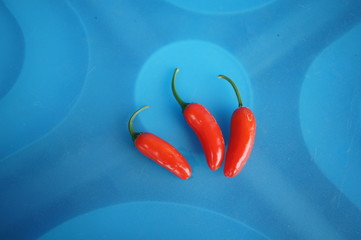 peppers on a blue plate,   red pepper condiment chilli    capsicum    condiment cayenne   condiment paprika   chili   pimento   hot pepper   