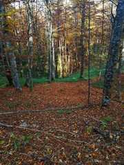 Beautiful autumn at Bjelasnica.