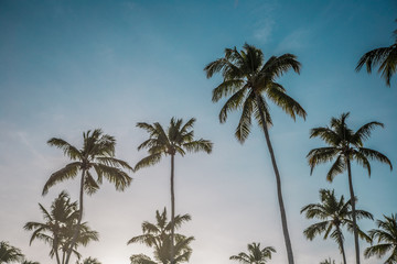 palm trees on background of blue sky