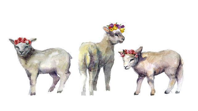 Cute watercolor sheep on the white background