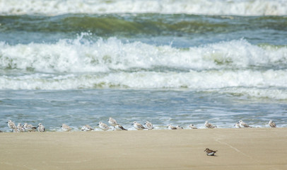 On a sunny summer day, birds are waiting on the beach for their food.