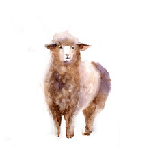 Cute watercolor sheep on the white background © Татьяна Комцян