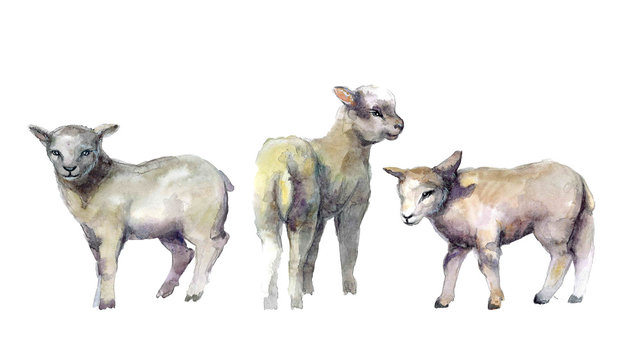 Cute watercolor sheeps on the white background