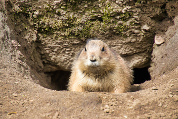 marmot in the wild