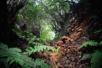  orange stones cut the forest path
