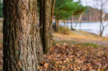 autumn in the forest
