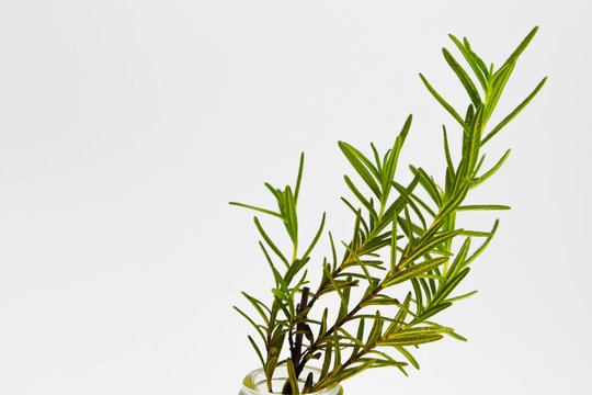 green twig of rosemary