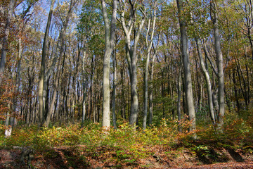 bright autumn trees outside of Vienna