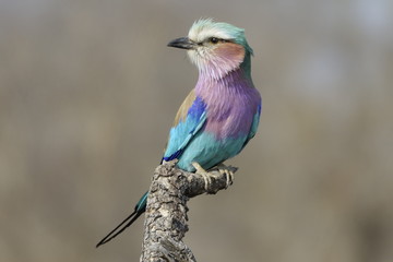 Lilac breasted roller bird on a branch