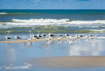 On a sunny summer day, birds are waiting on the beach for their food.