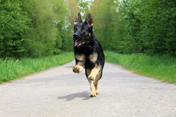 black shepherd dog runs on a lonely road