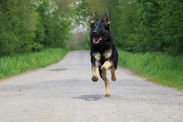 black shepherd dog runs on a lonely road