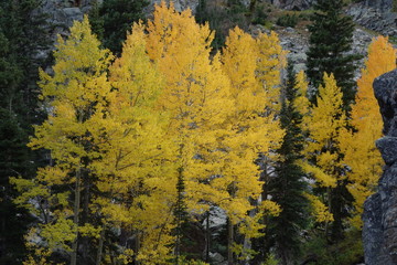 Autumn Yellow Foliage in Rocky Mountain National Park