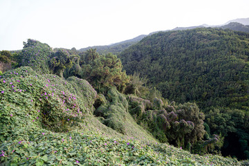 big flowering vine cover the mountain