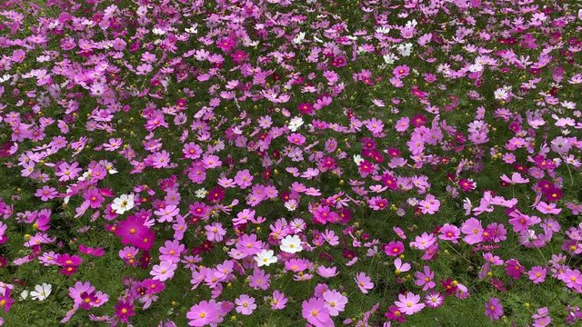 コスモス コスモス畑 秋 フィックス v02_00380(IMG_3977_1)