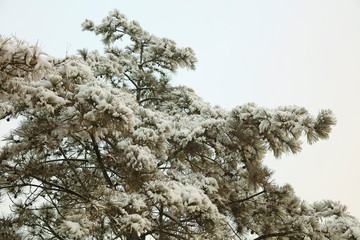 Pine in the snow