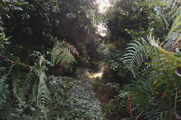 rainforest way out