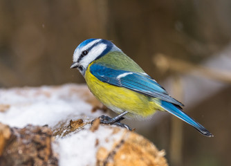 Obraz premium Blue Tit