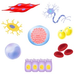 Human cell -Cellular differentiation