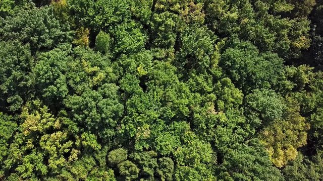 Aerial top down view of top of summer forest with moderate wind background