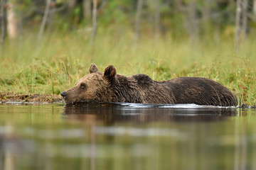 brown bear in a water at summer