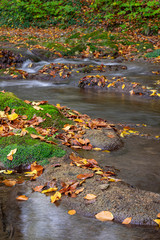 Autumn landscape in the forest