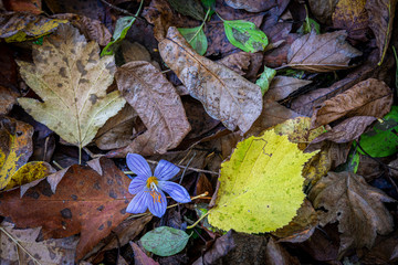 Autumn leaves in the forest