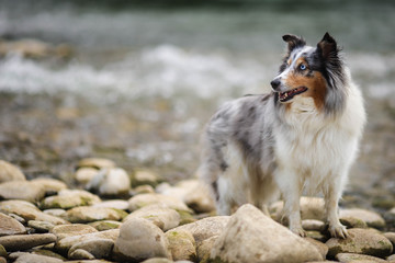 Sheltie am Flussufer mit Steinen