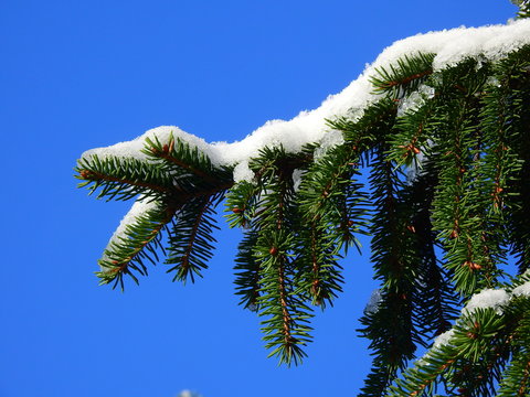 Fir tree branch festive with first snow on blue sky