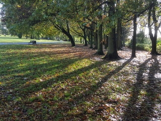Fototapeta premium Autumn Forest Trees - Shadows