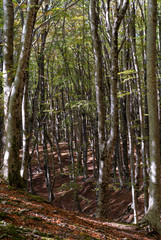 Forest of beech trees, taken on Mount Faito