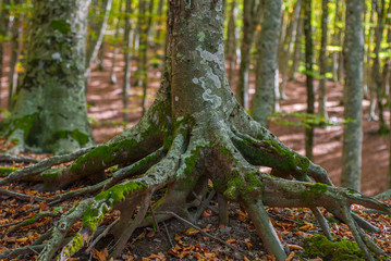 Detail of the roots of a Beech tree, which stand out from the friable ground, taken in the woods of Mount Faito