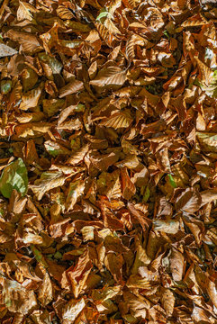 Beech leaves, fallen in autumn, of coppery color
