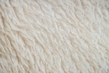 Closeup surface wool of sheep textured background