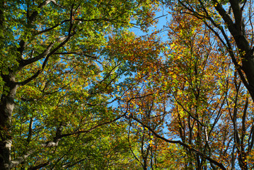 Weaving of Beech foliage in the autumn, taken on Mount Faito