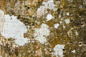 Old wood grain from the bark of the tree With rubber trees and fungi stuck on Use as background