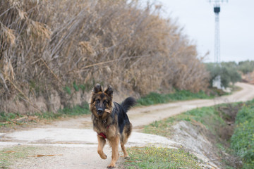 Perro pastor alemán en el campo