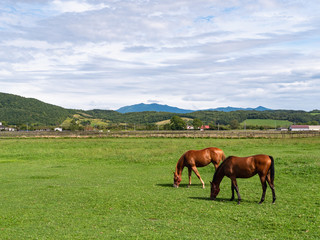 北海道 サラブレッド 競走馬 放牧風景