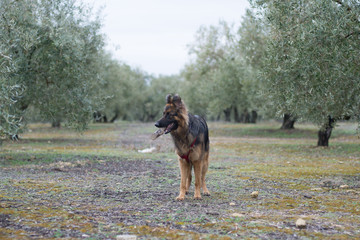 Perro pastor alem&aacute;n en el campo
