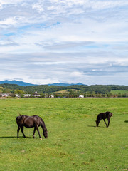 北海道 サラブレッド 競走馬 放牧風景