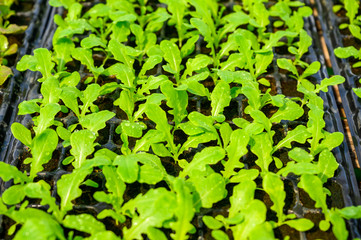 The organic vegetable farms of the farmers just grew out.