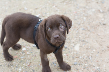 Cachorro de labrador