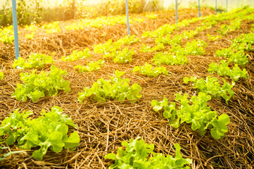 Organic vegetable farm of farmers There are many kinds of vegetables such as Green Oak,  Butterhead, Greencos are totally non-chemical vegetables.