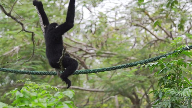 Hended Gibbon (Hylobates lar) take a rest on greensward. wildlife in topical rain forest. footage video 4k.